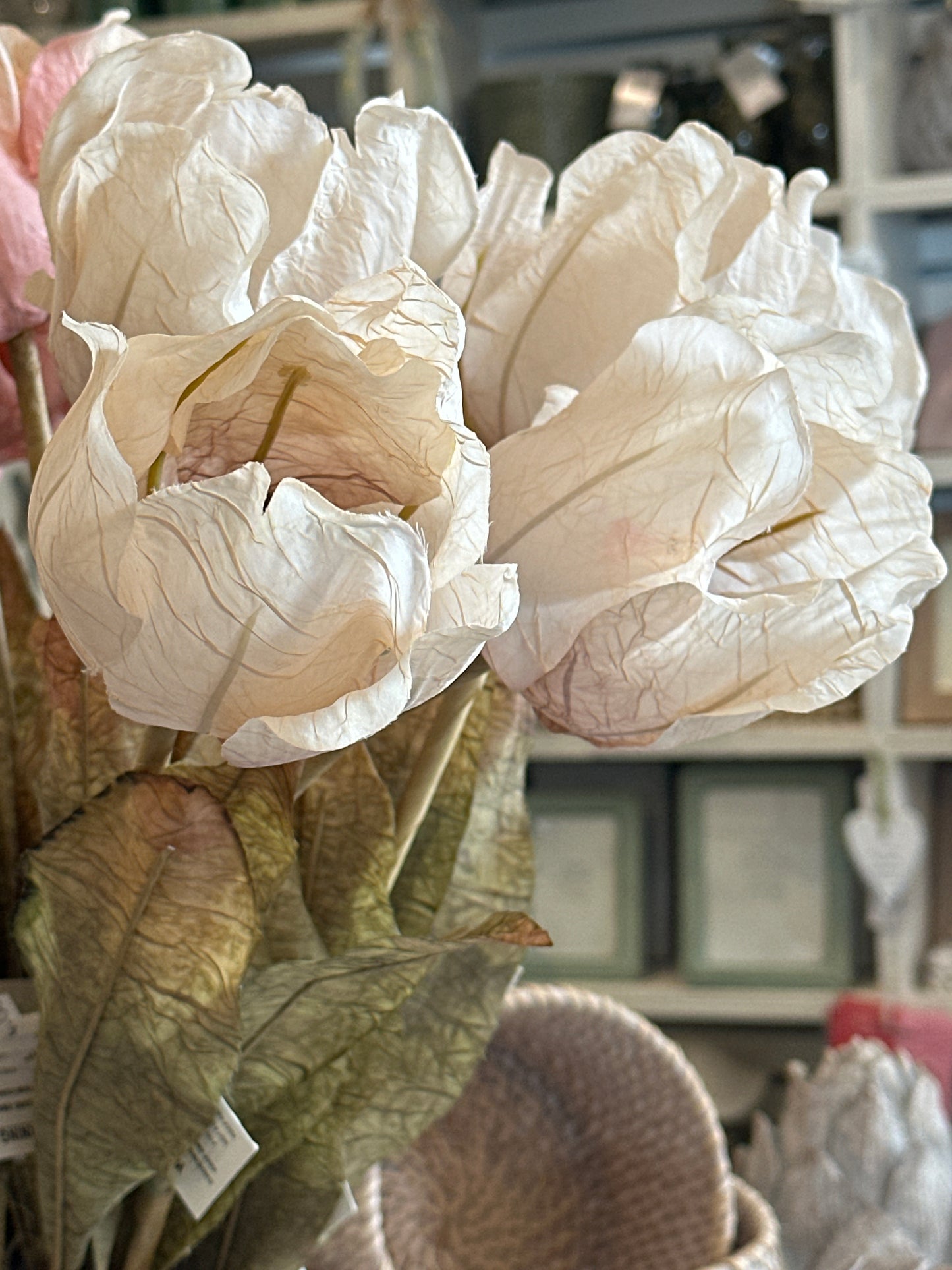Large Tulip Stem - Oyster