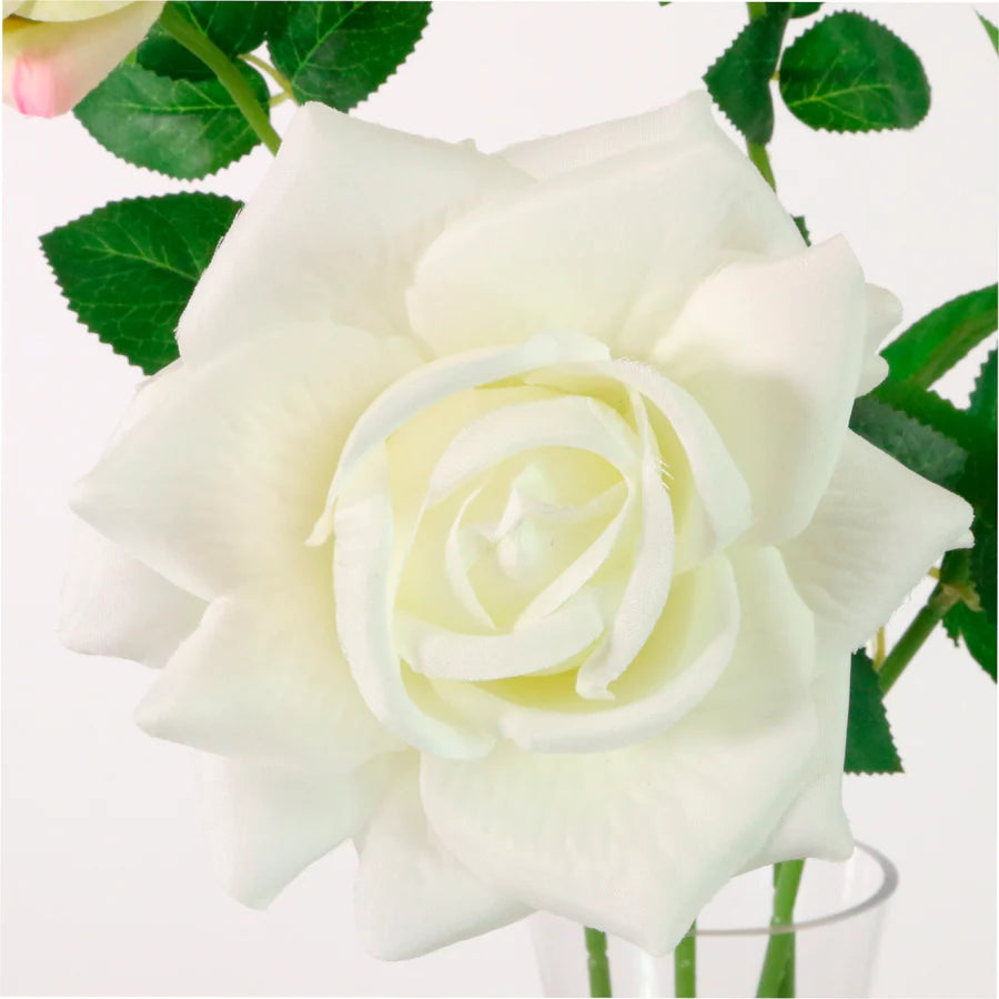 Open White Rose Stem