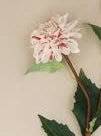 White Striped Dahlia Stem
