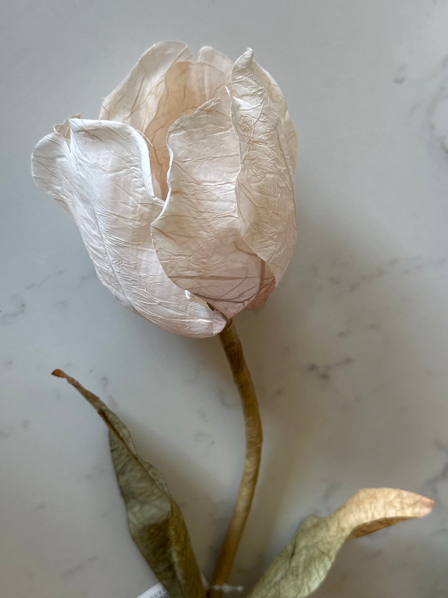 Large Tulip Stem - Oyster