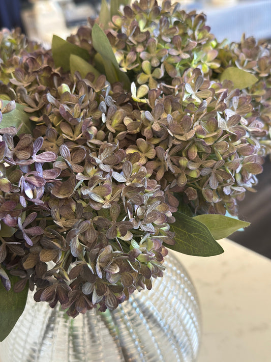 Purple Mini Hydrangea Josefina Online