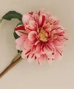 Pink Striped Dahlia Stem