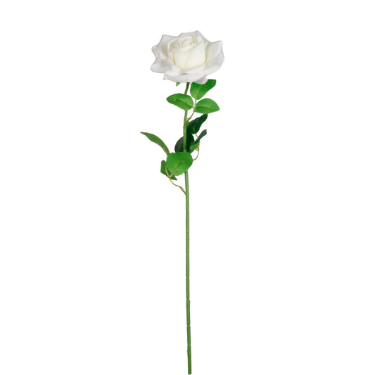 Open White Rose Stem